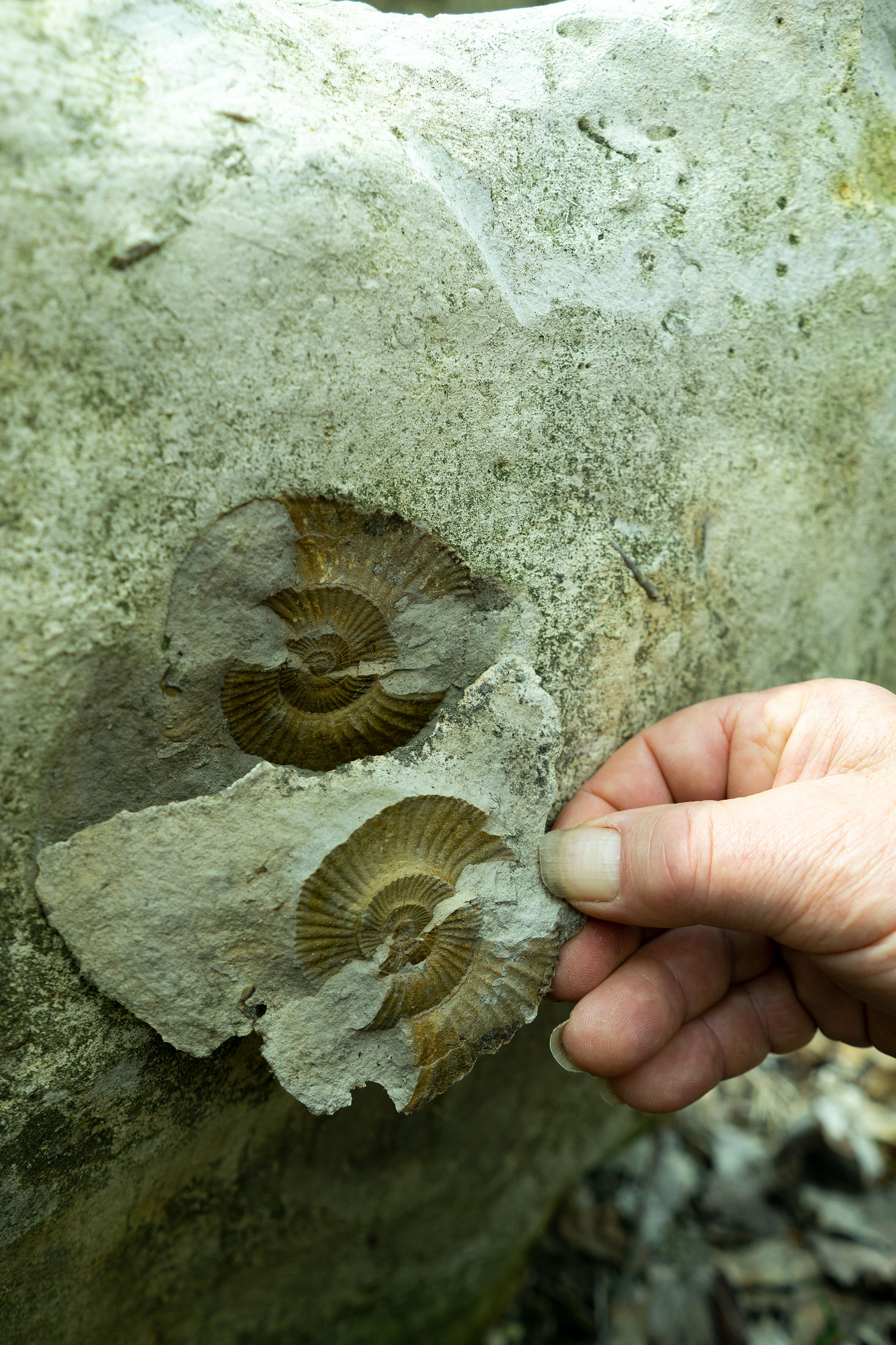 Ammonitenfund in einem Gedenkstein (Foto: Nicole Jindra )